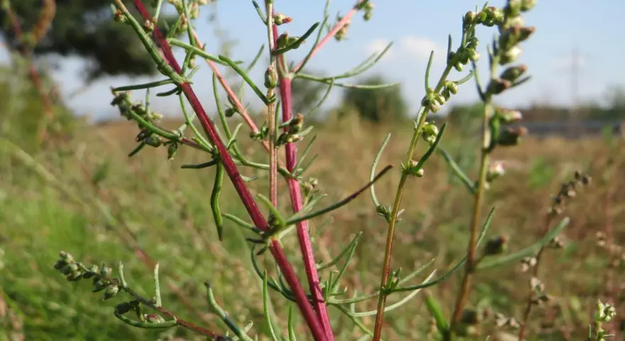 Plante d'armoise aux tiges rouges et fines feuilles vertes, évoquant ses nombreux bienfaits pour la santé.