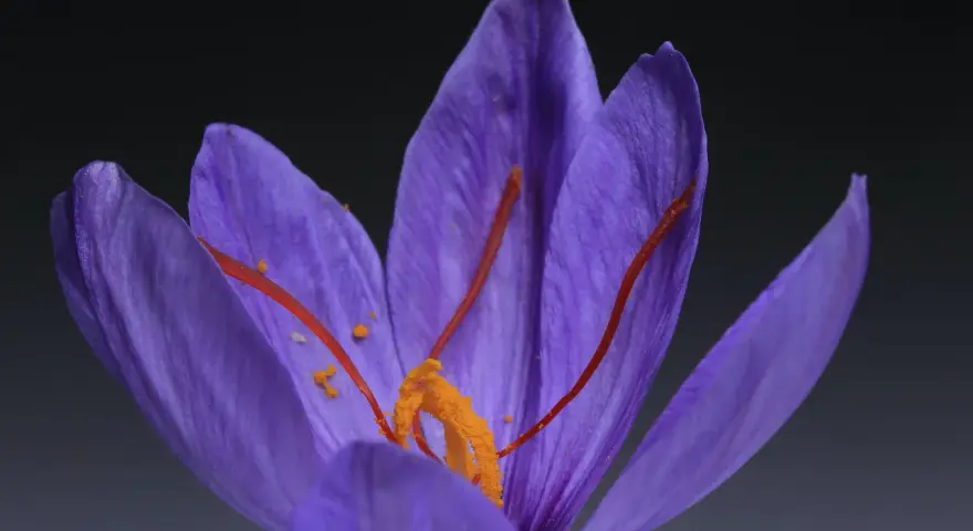 Gros plan sur un crocus violet, ses stigmates orangés rappelant les safran effets secondaires.