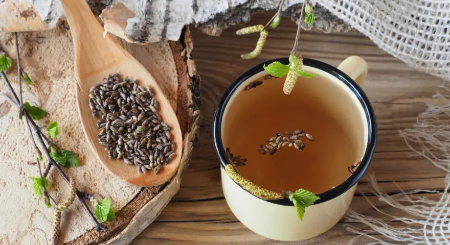 Infusion de bourgeons de bouleau, un remède naturel pour un vermifuge humain naturel.