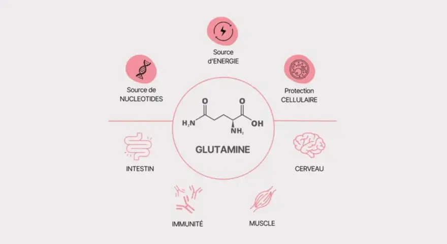 Schéma illustrant les multiples bienfaits de la glutamine : source d'énergie, protection cellulaire, soutien intestinal, immunitaire, musculaire et cérébral.