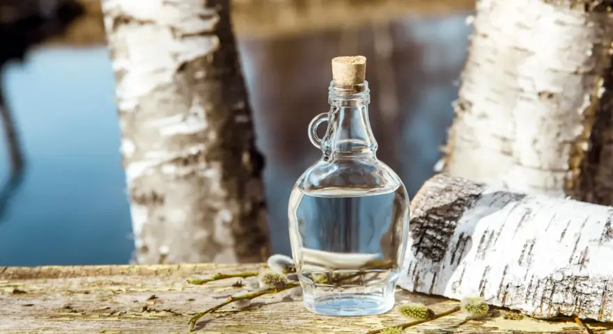 Bouteille de sève de bouleau claire, bouchée, posée sur du bois vieilli, entourée de chatons. Attention, le danger sève de bouleau est réel si mal récoltée.