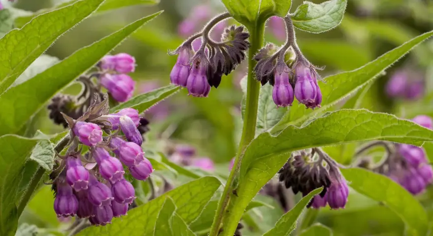 Fleurs de consoude violettes pendantes, aux feuilles vertes velues. La consoude est connue pour ses nombreux bienfaits.