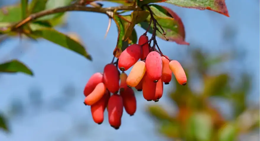 Grappe de baies rouges et orangées, rappelant les bienfaits de la berbérine.
