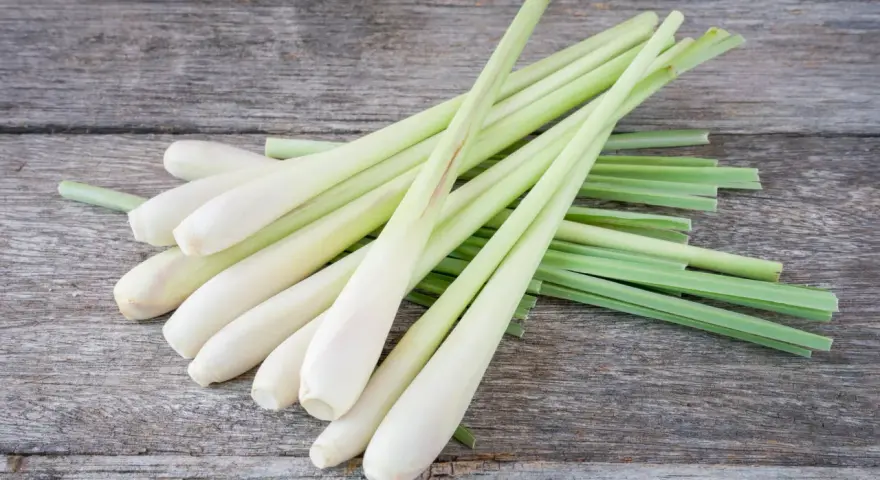 Un bouquet de tiges de citronnelle sur fond de bois vieilli. Découvrez les citronnelle bienfaits pour la santé et la cuisine.