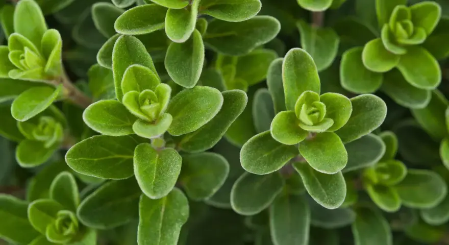 Gros plan sur des feuilles de marjolaine vertes et veloutées, évoquant ses nombreux bienfaits pour la santé et la cuisine.