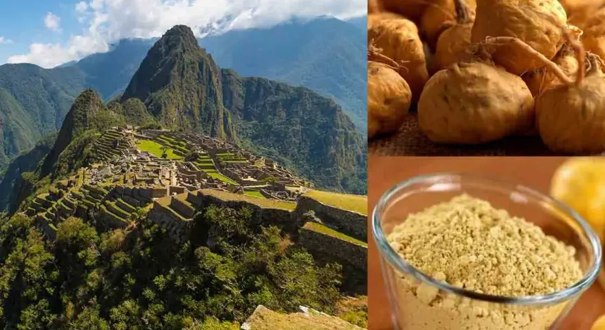 Machu Picchu, berceau du maca, une plante aux racines nutritives et à la poudre dorée, symbole de force andine.