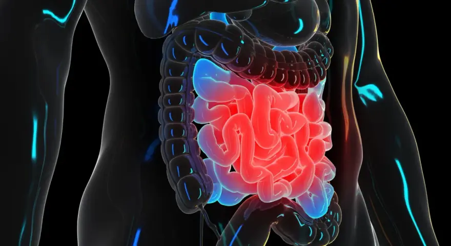 Illustration 3D du système digestif humain, montrant le transit intestinal. Les intestins sont illuminés en rouge et bleu.