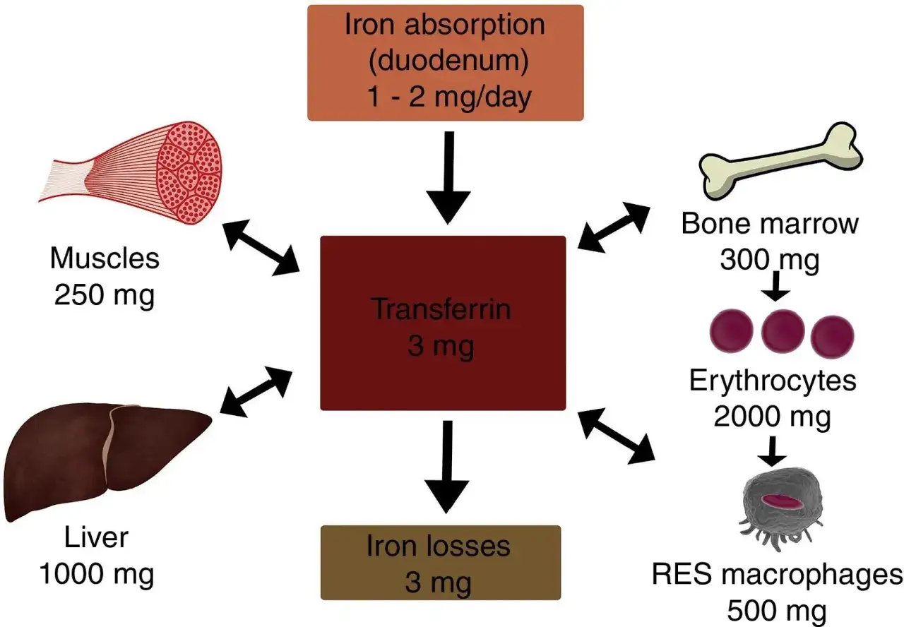 Schéma du métabolisme du fer : trop de ferritine symptôme peut résulter d'un déséquilibre. Le fer est stocké dans le foie, les muscles, la moelle osseuse, les érythrocytes et les macrophages.