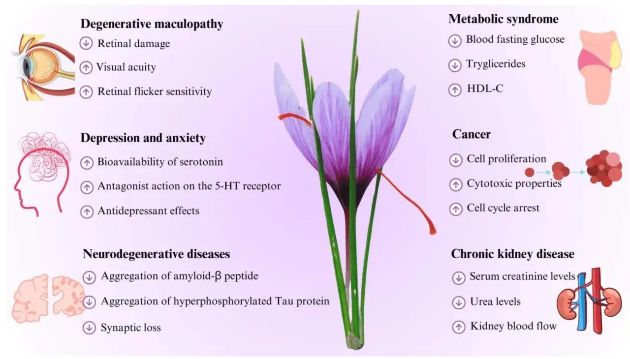 Fleur de safran et ses effets b&eacute;n&eacute;fiques sur la sant&eacute; : am&eacute;lioration de l'humeur, protection oculaire, lutte contre le cancer, etc. Pas d'effets secondaires mentionn&eacute;s.