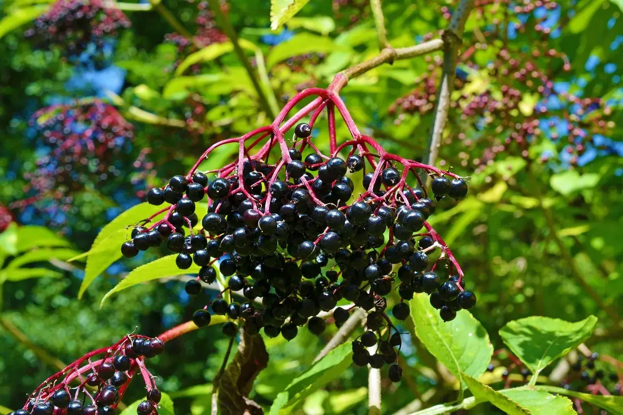 Grappes de baies noires de sureau mûres sur des tiges rouges, avec des feuilles vertes et un ciel bleu en arrière-plan.