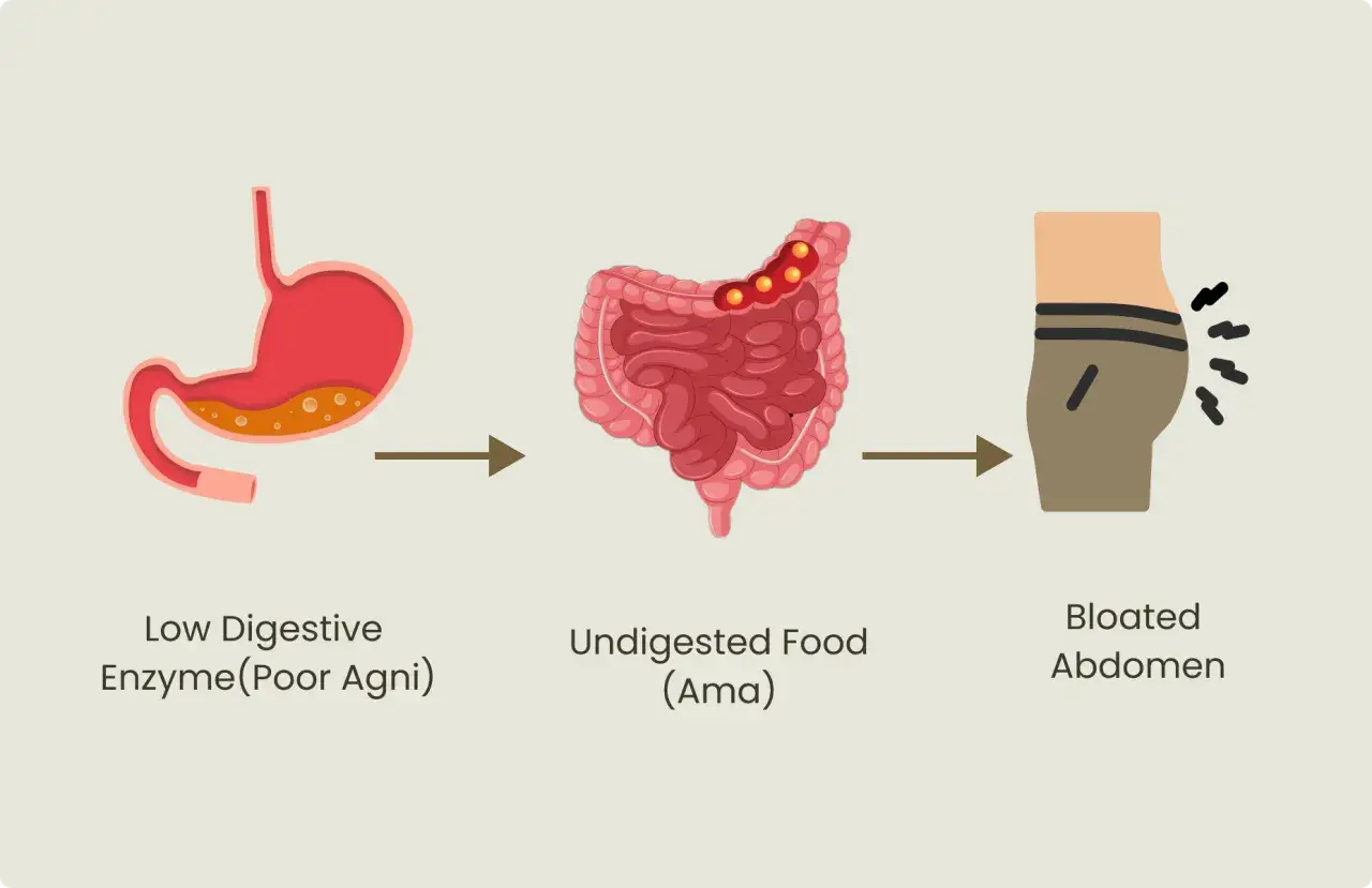 Schéma montrant le lien entre faible enzyme digestive, nourriture non digérée et abdomen ballonné, un des sibo symptomes.