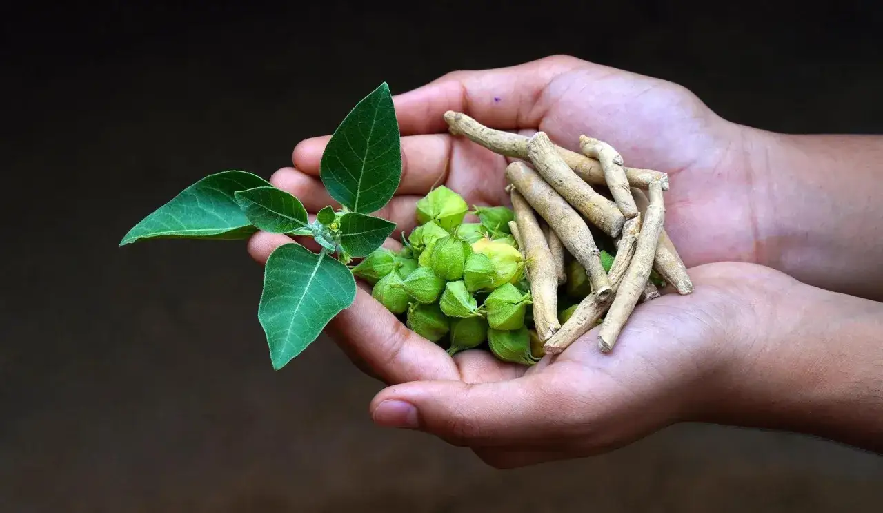 Mains tenant des racines d'ashwagandha, des baies vertes et une branche feuillue. L'ashwagandha bienfaits femme est une plante reconnue pour ses vertus.