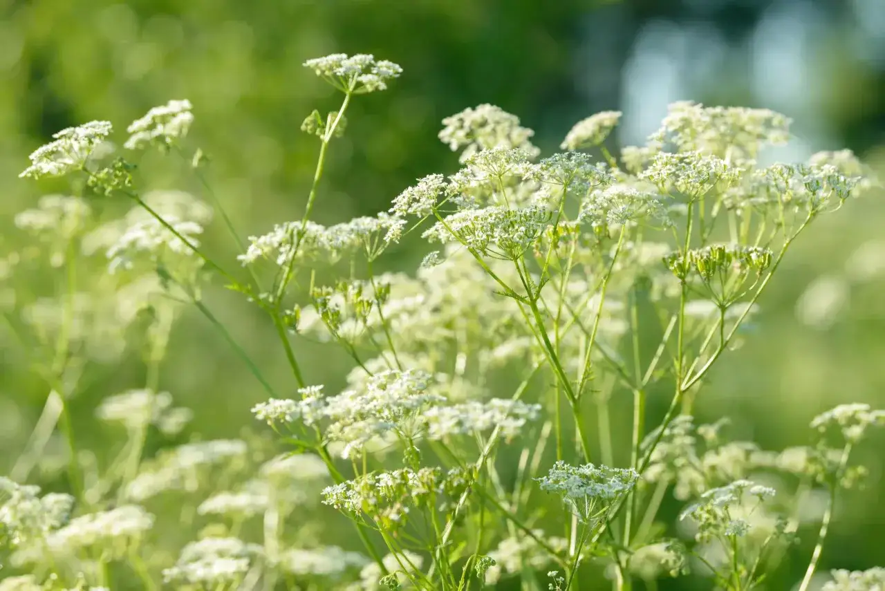 Fleurs blanches d&eacute;licates de l'anis vert, baign&eacute;es de lumi&egrave;re douce, dans un champ verdoyant.