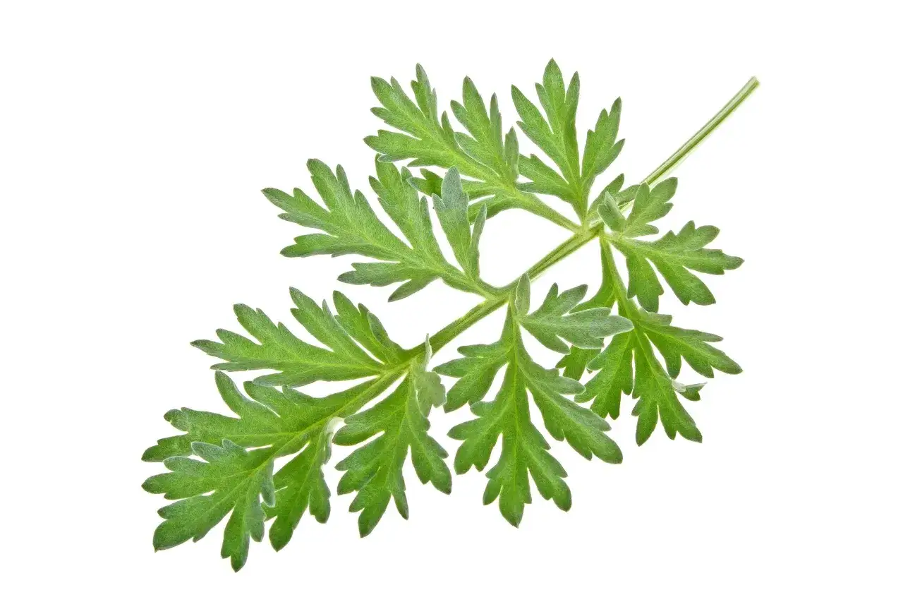 Une branche d'armoise aux feuilles vertes découpées, évoquant ses nombreux bienfaits pour la santé.