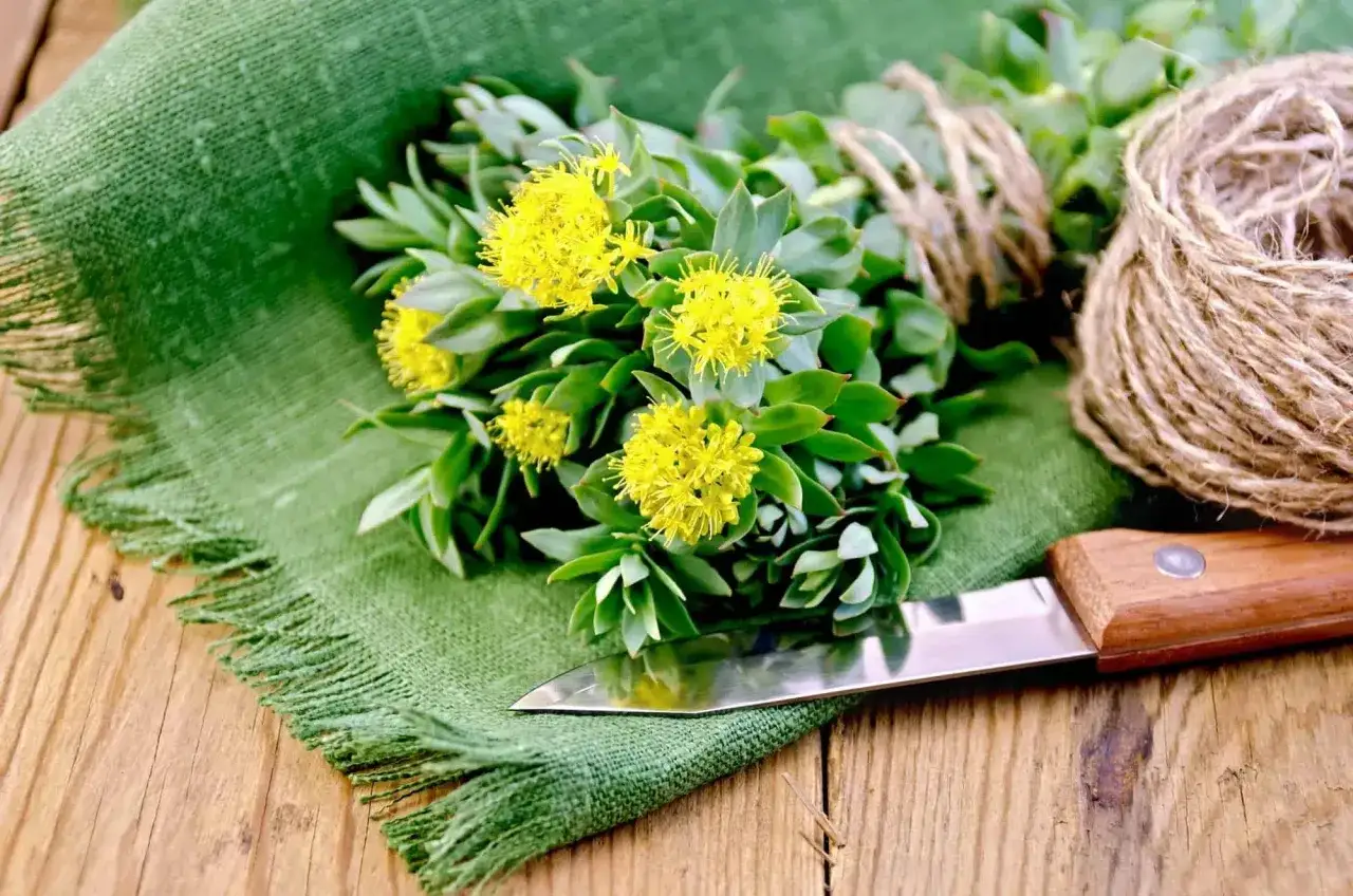 Plante de rhodiola avec des fleurs jaunes, un couteau et de la ficelle. Attention, la rhodiola peut pr&eacute;senter un danger si mal utilis&eacute;e.