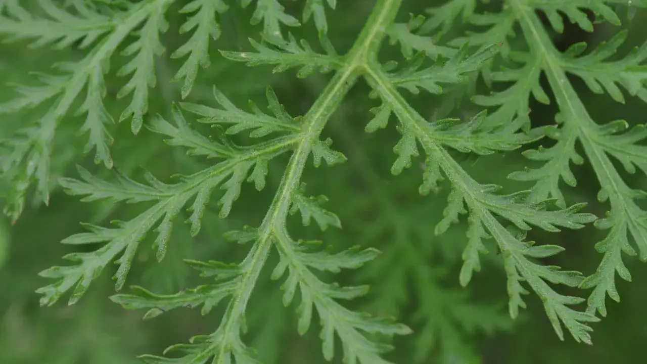 Feuilles vertes finement découpées d'Artemisia annua, évoquant ses nombreux bienfaits.