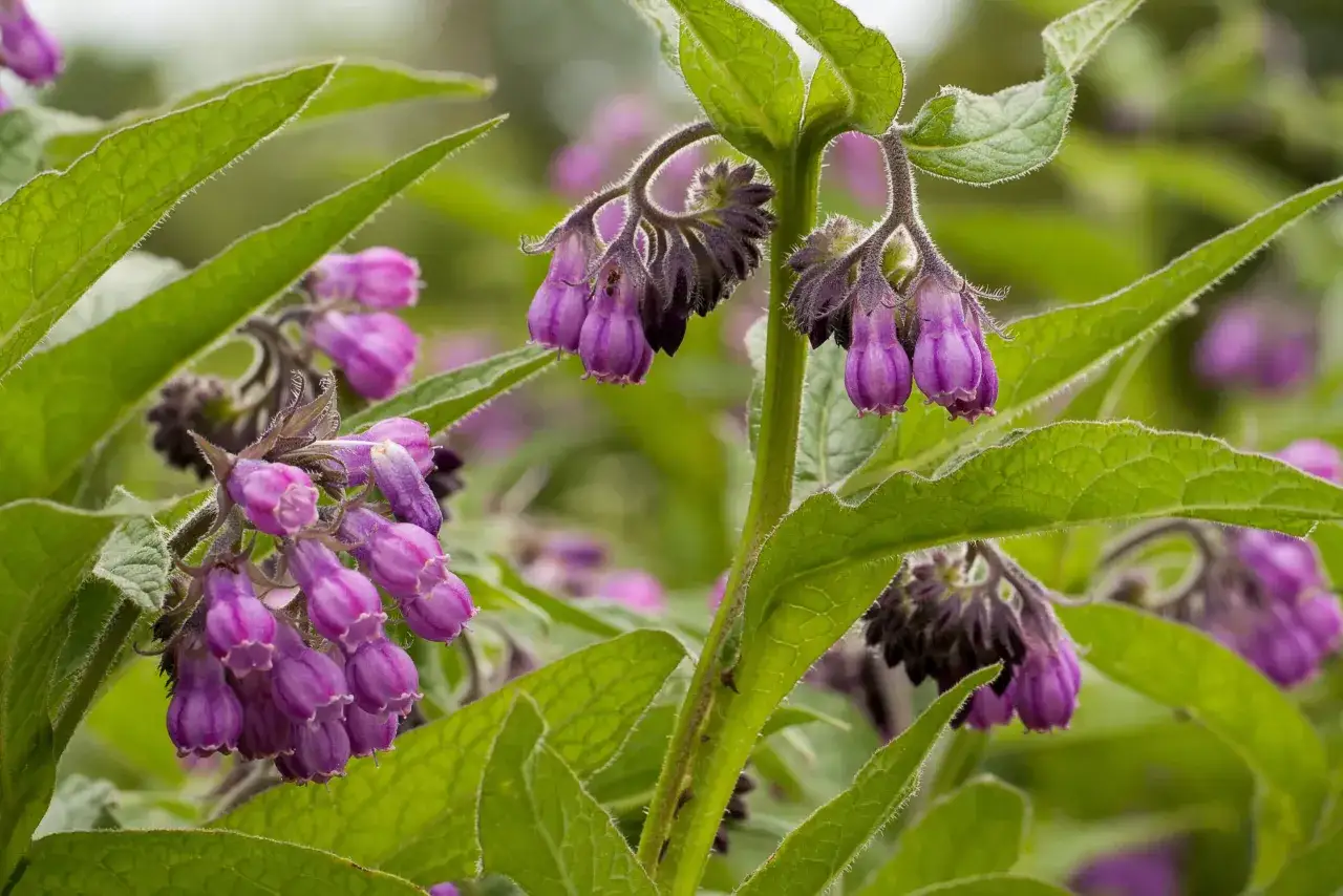 Fleurs de consoude aux teintes violettes, &eacute;voquant ses nombreux bienfaits pour la peau et la gu&eacute;rison.