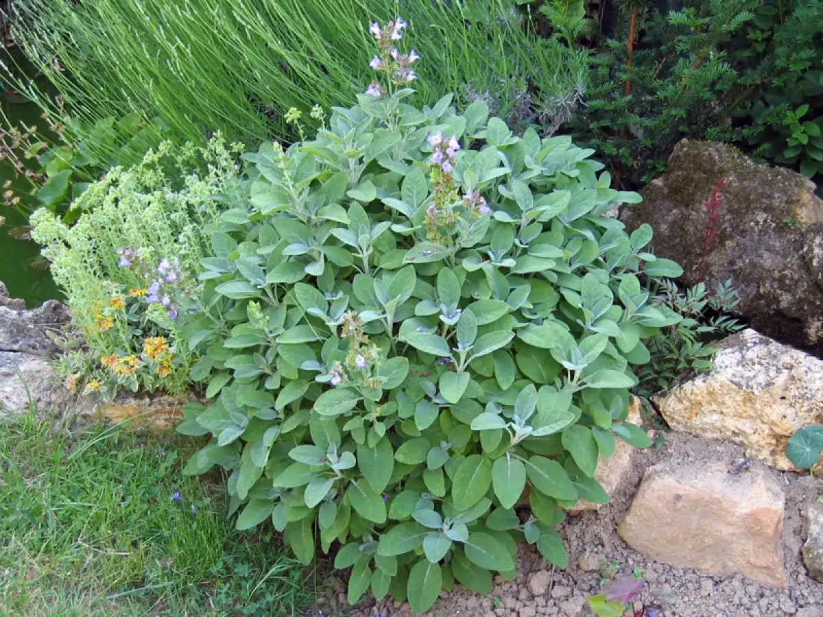 Un plant de sauge aux feuilles velout&eacute;es et aux petites fleurs mauves, symbole des sauge bienfaits pour la sant&eacute;, pousse dans un jardin rocheux.