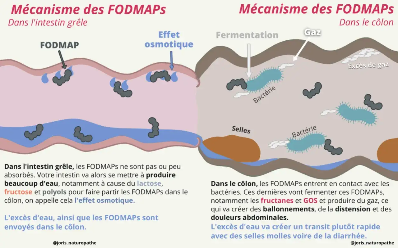 Illustration du m&eacute;canisme des FODMAPs dans l'intestin gr&ecirc;le et le c&ocirc;lon, montrant l'effet osmotique et la fermentation par les bact&eacute;ries, impactant le transit intestinal.