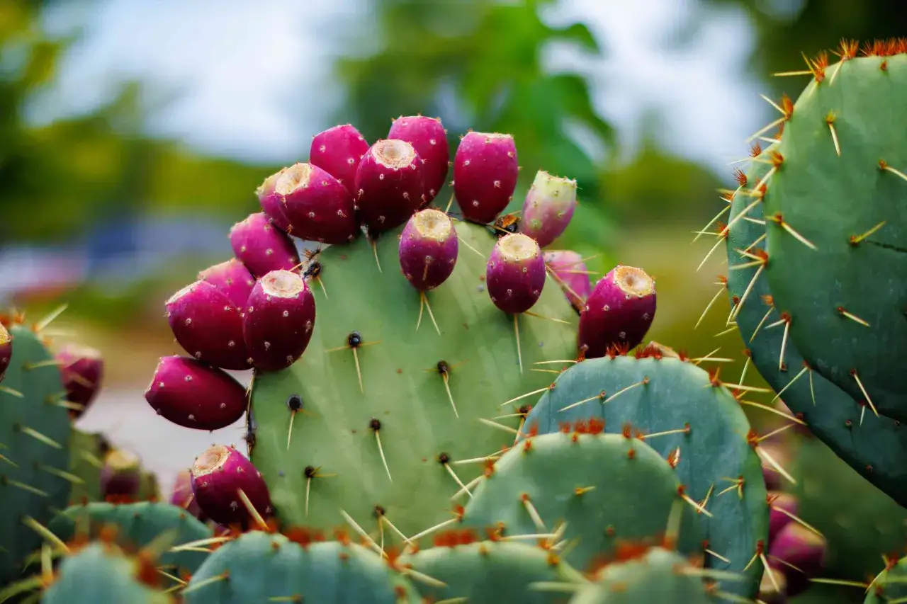 Grappe de fruits rouges sur un cactus nopal, rappelant les nombreux bienfaits de cette plante.