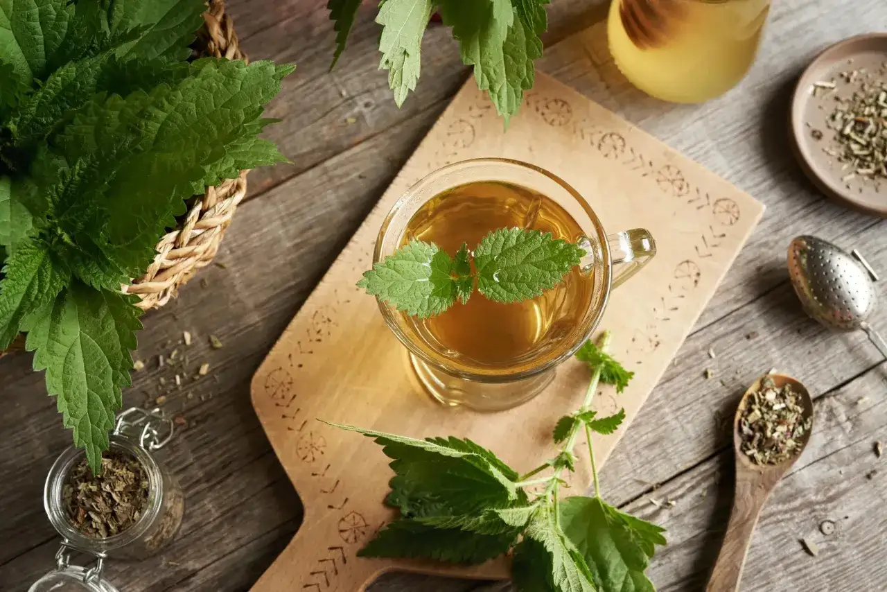 Une tasse de tisane d'ortie, avec des feuilles fra&icirc;ches et s&eacute;ch&eacute;es. Attention, la tisane ortie danger potentiel pour certains.