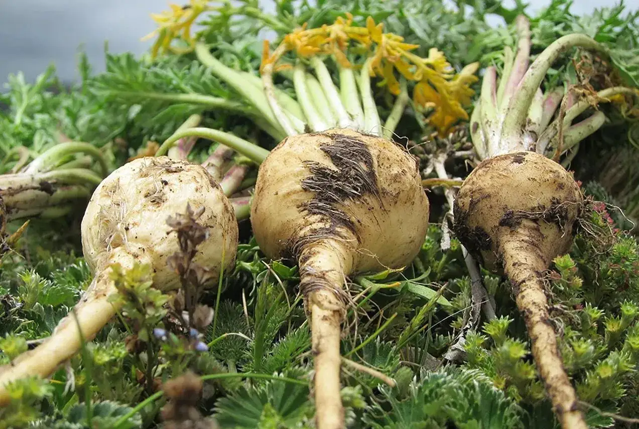 Trois racines de maca fra&icirc;chement r&eacute;colt&eacute;es, encore terreuses, reposent sur un lit de verdure. Le maca, plante p&eacute;ruvienne aux multiples vertus.