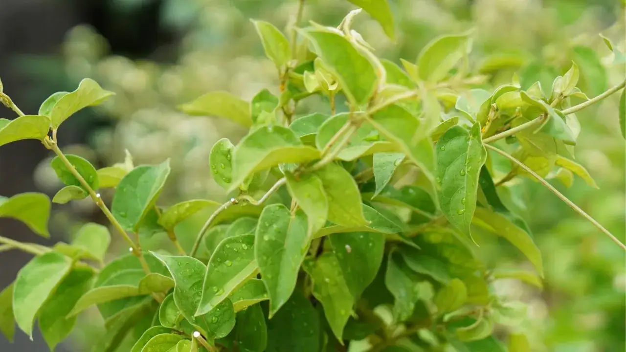 Feuilles vertes et humides d'une plante de gymnema sylvestre, avec des gouttes d'eau scintillantes.