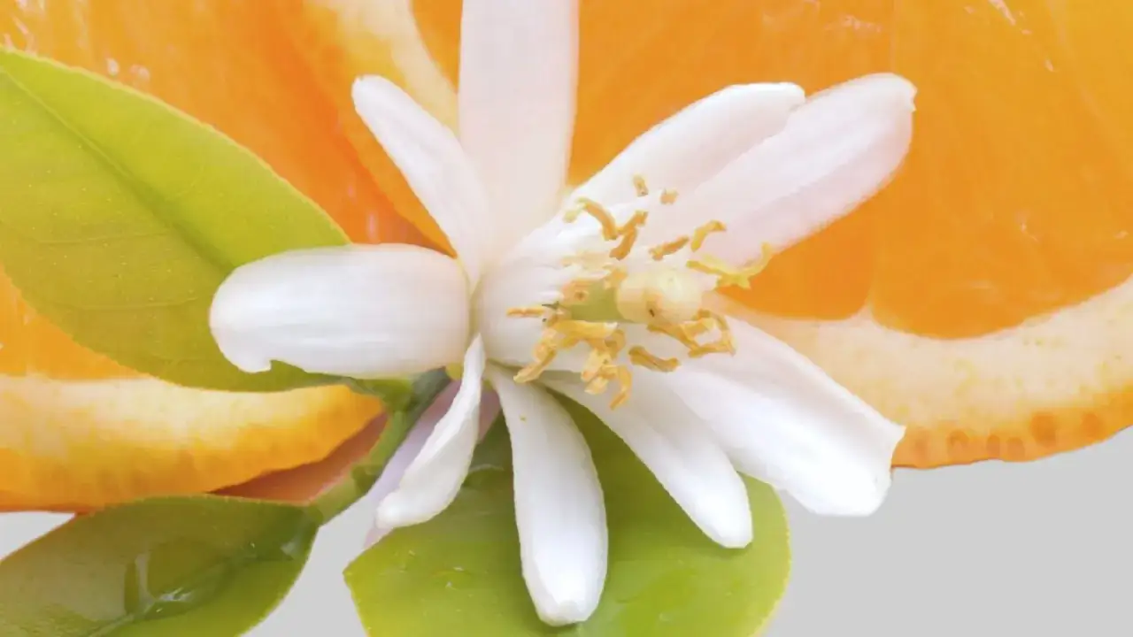 Fleur d'oranger délicate aux pétales blancs et étamines jaunes, posée sur des feuilles vertes, avec une tranche d'orange juteuse en arrière-plan.