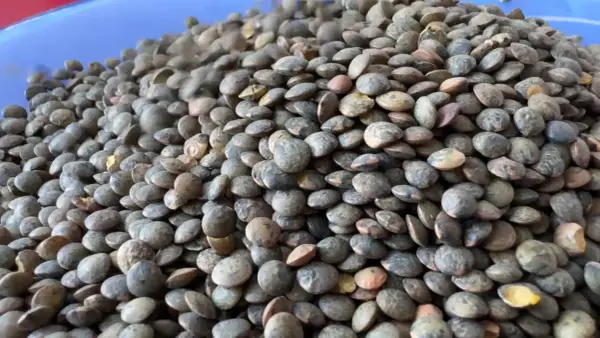 Un tas de lentilles vertes, prêtes à être cuisinées pour profiter de leurs nombreux bienfaits.