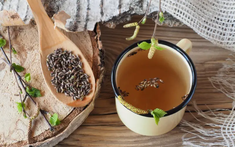 Infusion de bourgeons de bouleau, un remède naturel pour un vermifuge humain naturel.
